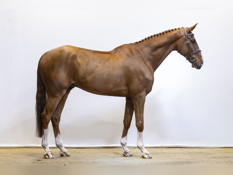 Studbook angloeuropeo Castrone 7 Anni 174 cm Sauro in Waddinxveen