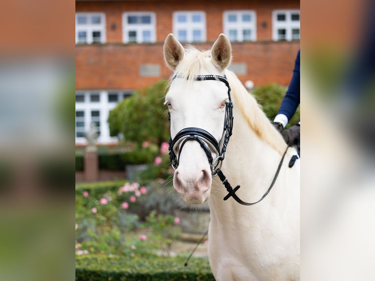 Studbook angloeuropeo Castrone 8 Anni 158 cm Cremello in Kirchlinteln