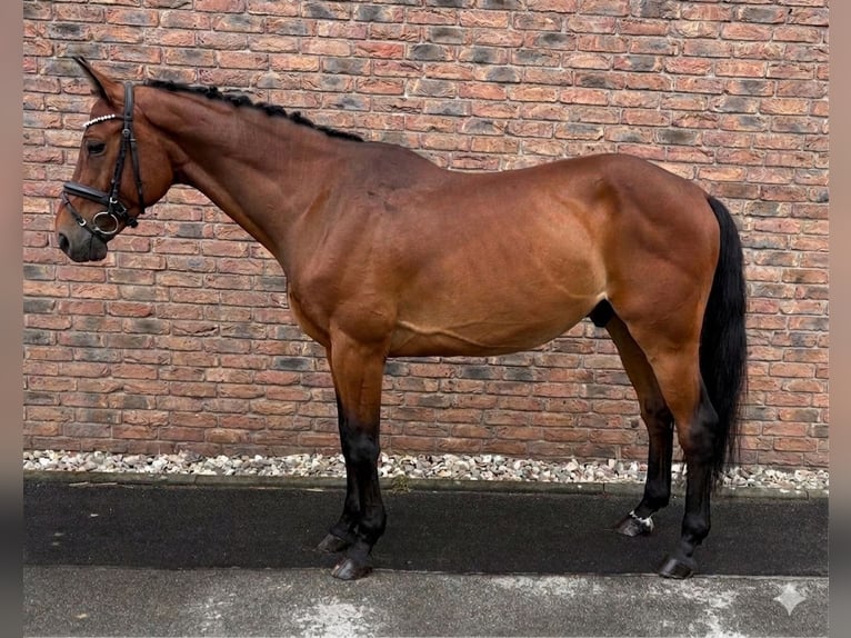 Studbook angloeuropeo Castrone 8 Anni 162 cm Baio in Niederkassel