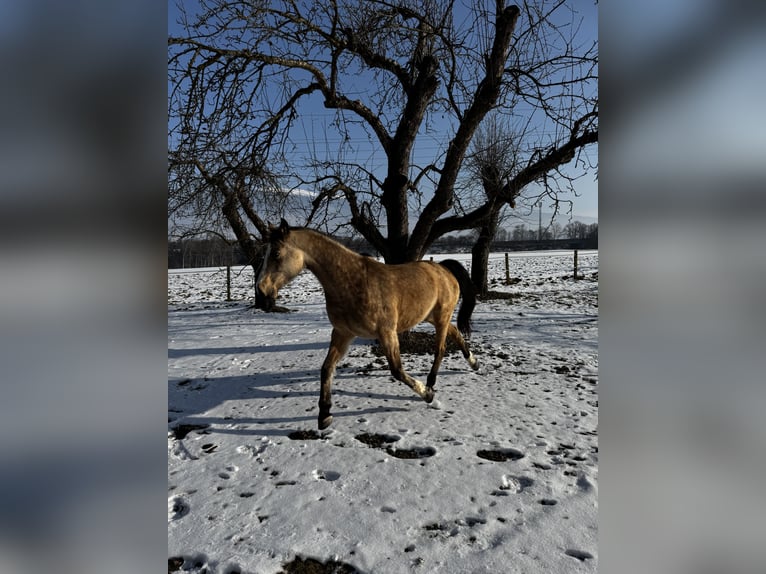 Studbook angloeuropeo Castrone 8 Anni 165 cm Pelle di daino in St. Andrä