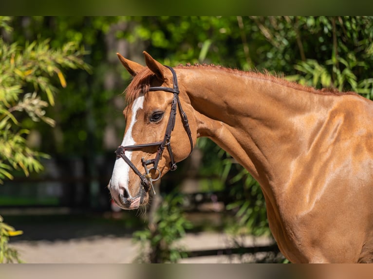 Studbook angloeuropeo Castrone 8 Anni 167 cm Sauro in Grote-Brogel