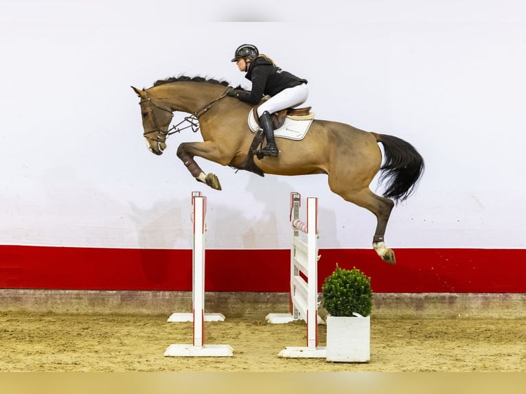 Studbook angloeuropeo Castrone 8 Anni 180 cm Baio in Waddinxveen