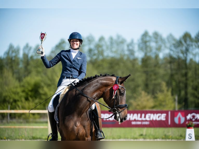 Studbook angloeuropeo Castrone 9 Anni 172 cm Baio in Koluszki