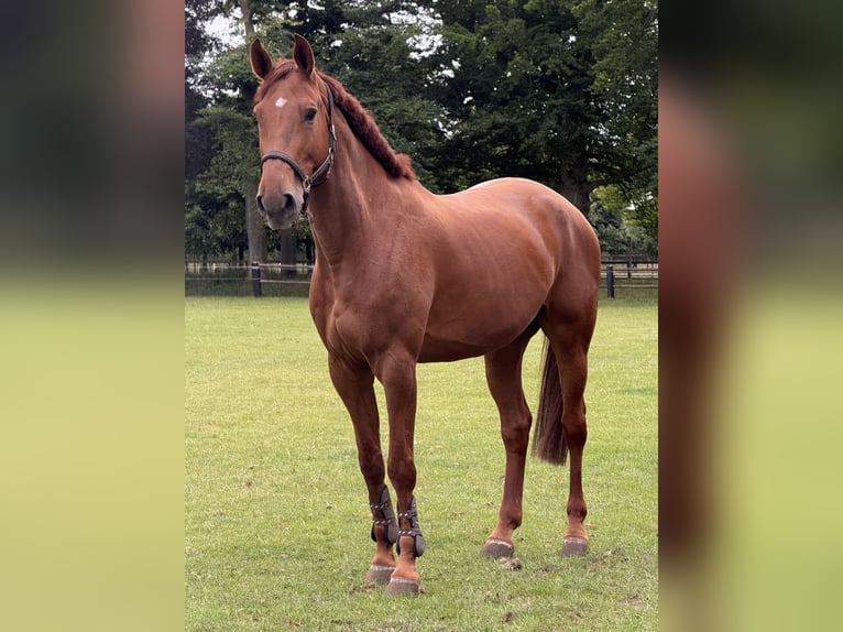 Studbook angloeuropeo Castrone 9 Anni 173 cm Sauro in Tilburg