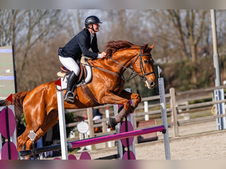 Studbook angloeuropeo Castrone 9 Anni 173 cm Sauro in Tilburg