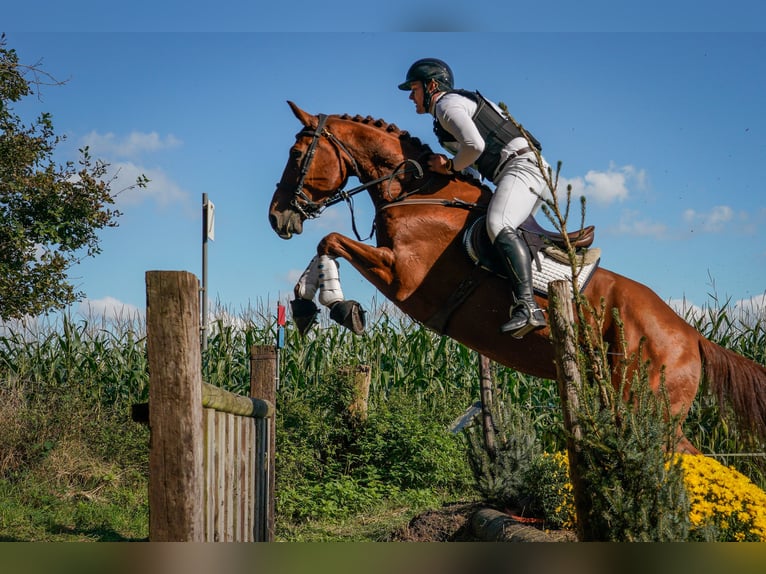 Studbook angloeuropeo Castrone 9 Anni 173 cm Sauro in Tilburg