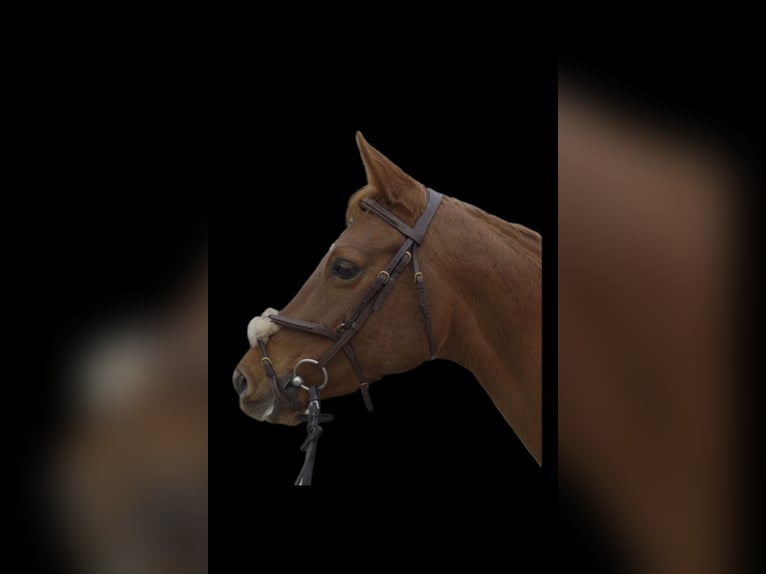 Studbook angloeuropeo Mix Giumenta 10 Anni 153 cm Sauro in Bregenz