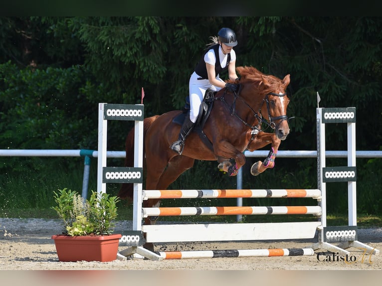 Studbook angloeuropeo Giumenta 10 Anni 175 cm Sauro scuro in Murska Sobota