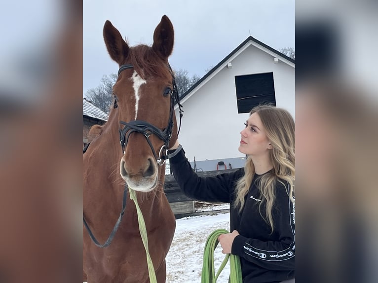 Studbook angloeuropeo Giumenta 10 Anni 180 cm Sauro scuro in Murska Sobota