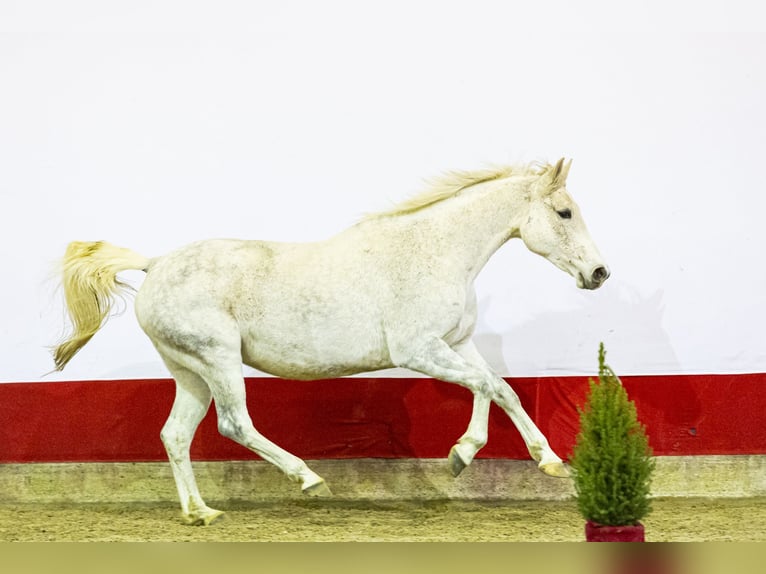 Studbook angloeuropeo Giumenta 11 Anni 167 cm Grigio in Waddinxveen