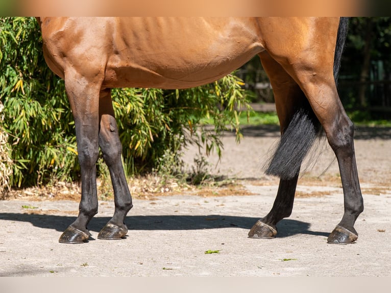 Studbook angloeuropeo Giumenta 11 Anni 171 cm Baio in Grote-Brogel