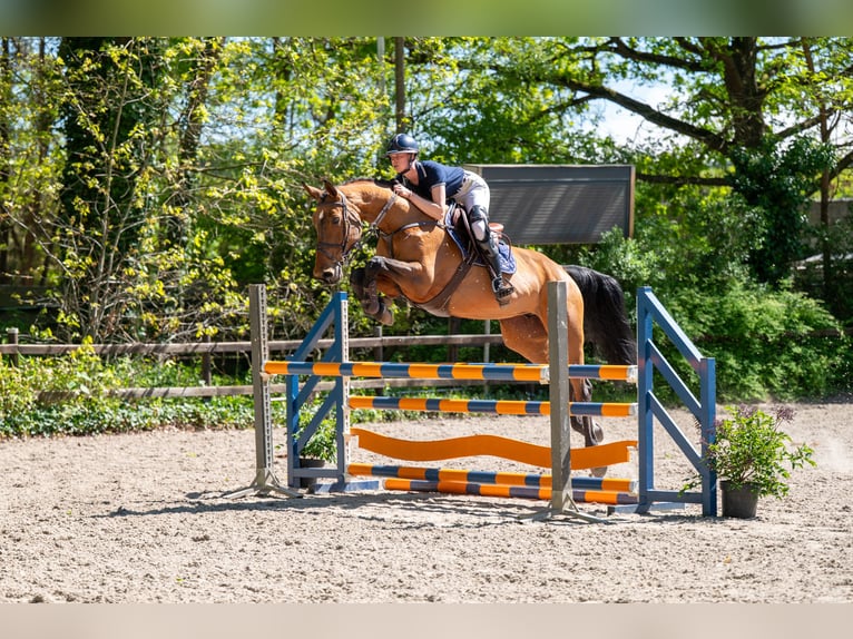 Studbook angloeuropeo Giumenta 11 Anni 171 cm Baio in Grote-Brogel