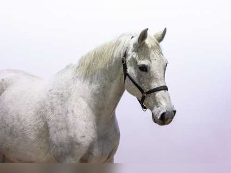 Studbook angloeuropeo Giumenta 12 Anni 167 cm Grigio in Eibergen