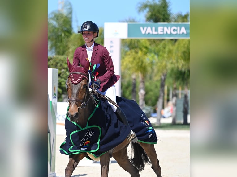 Studbook angloeuropeo Giumenta 14 Anni 166 cm Baio scuro in Haneffe