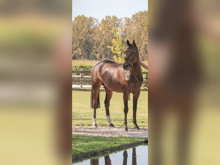 Studbook angloeuropeo Giumenta 14 Anni 166 cm Baio scuro in Haneffe