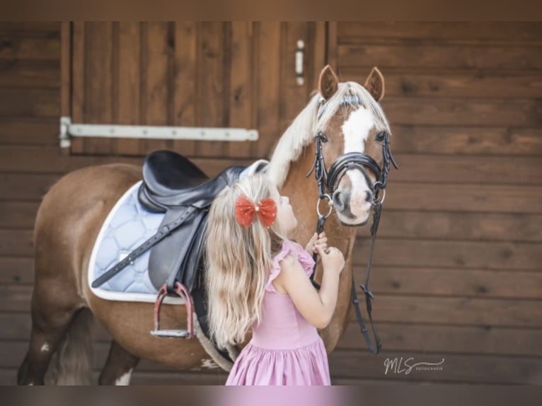 Studbook angloeuropeo Giumenta 15 Anni 120 cm Sauro ciliegia in HarkemaH