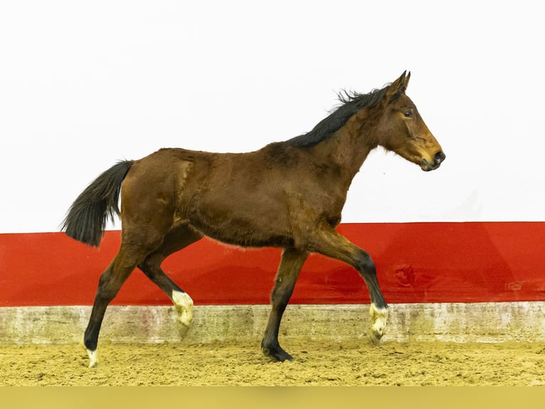 Studbook angloeuropeo Giumenta 1 Anno 140 cm  in Waddinxveen