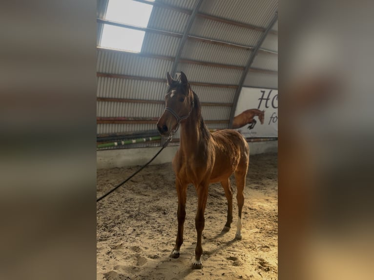 Studbook angloeuropeo Giumenta 1 Anno 145 cm Baio ciliegia in Radziejow