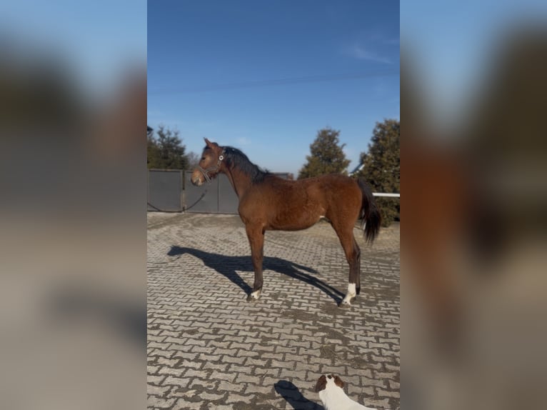 Studbook angloeuropeo Giumenta 1 Anno 145 cm Baio ciliegia in Radziejow