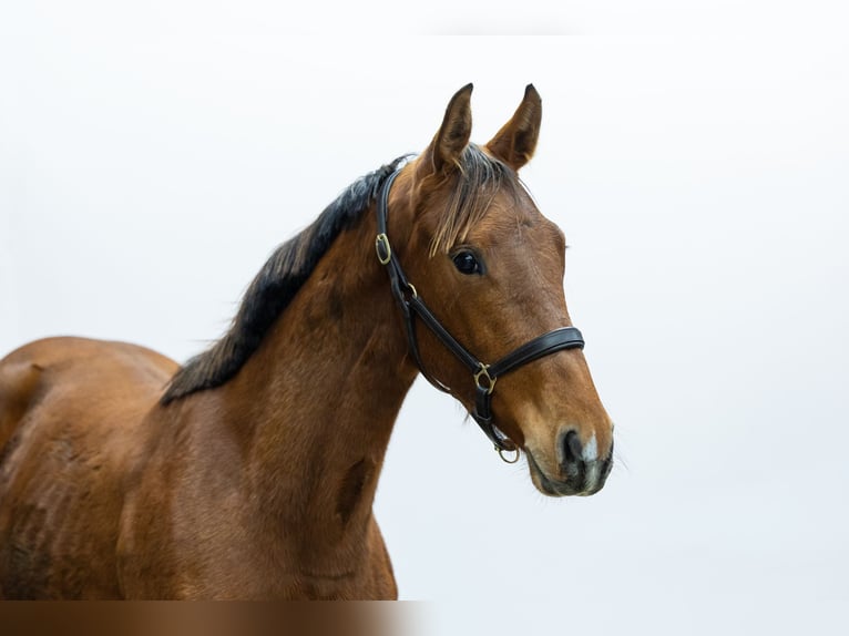 Studbook angloeuropeo Giumenta 1 Anno 151 cm Baio in Waddinxveen