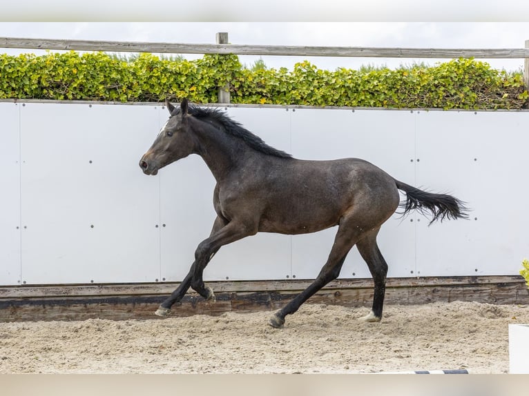 Studbook angloeuropeo Giumenta 1 Anno 155 cm  in Waddinxveen