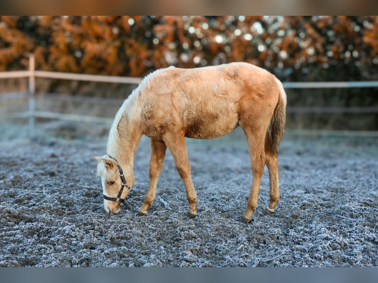 Studbook angloeuropeo Giumenta 1 Anno 160 cm Palomino in BlękwitZłotów