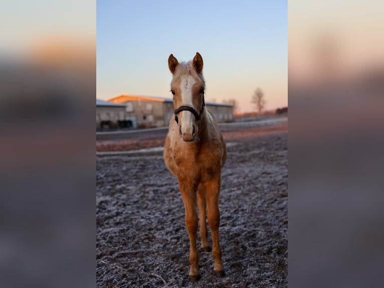 Studbook angloeuropeo Giumenta 1 Anno 160 cm Palomino in BlękwitZłotów