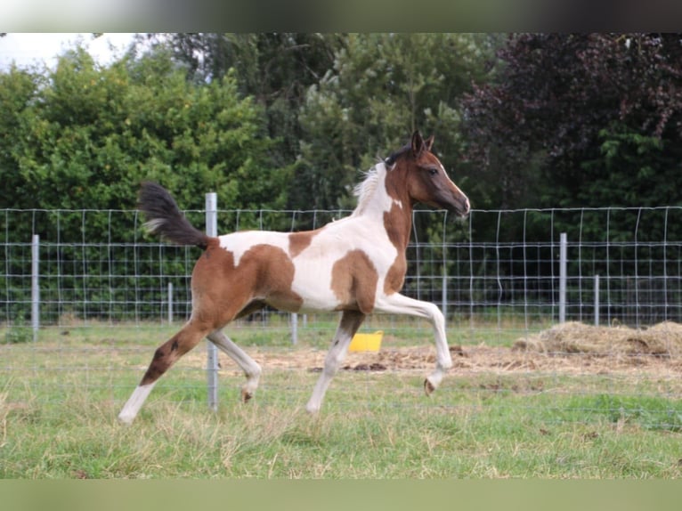Studbook angloeuropeo Giumenta 1 Anno 160 cm Pezzato in Westrozebeke