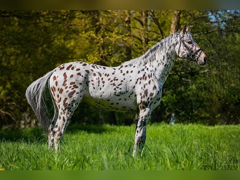 Studbook angloeuropeo Giumenta 1 Anno 170 cm Leopard in SIEDLISKA