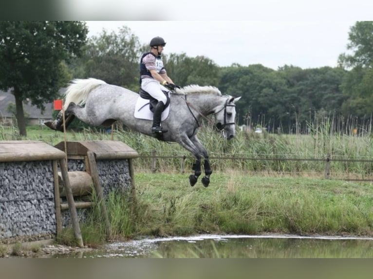 Studbook angloeuropeo Giumenta 22 Anni 160 cm Grigio in Kaarst