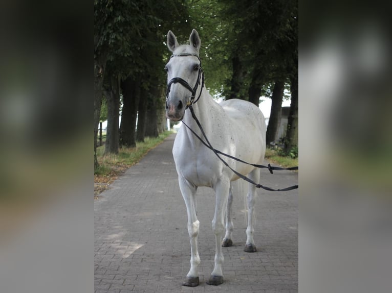 Studbook angloeuropeo Giumenta 22 Anni 160 cm Grigio in Kaarst