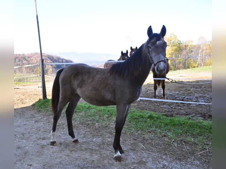 Studbook angloeuropeo Giumenta 2 Anni 145 cm Grigio ferro in Mozirje