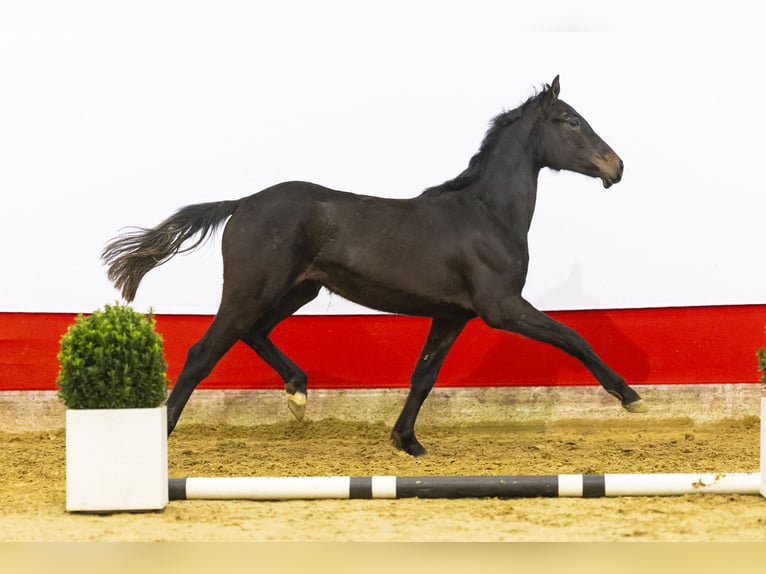 Studbook angloeuropeo Giumenta 2 Anni 148 cm Baio scuro in Waddinxveen