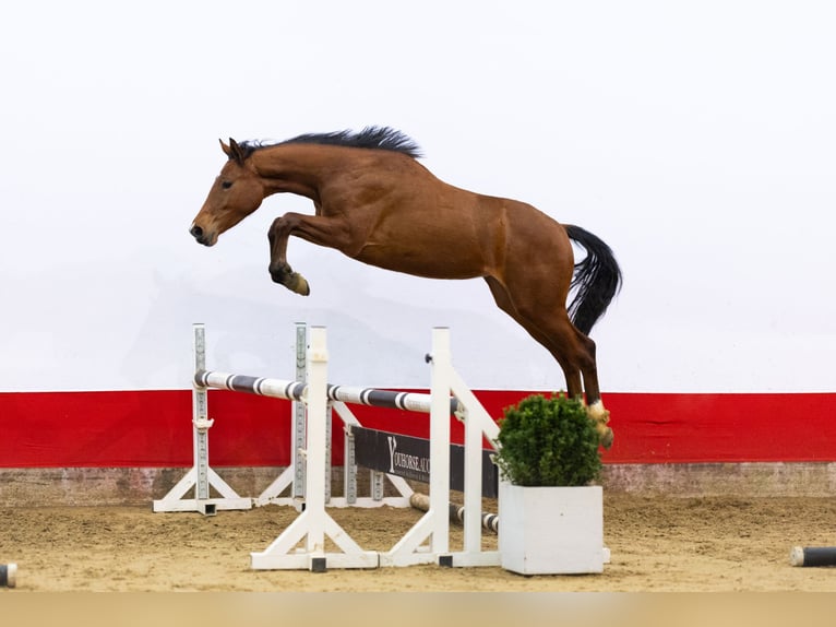 Studbook angloeuropeo Giumenta 2 Anni 155 cm Baio in Waddinxveen