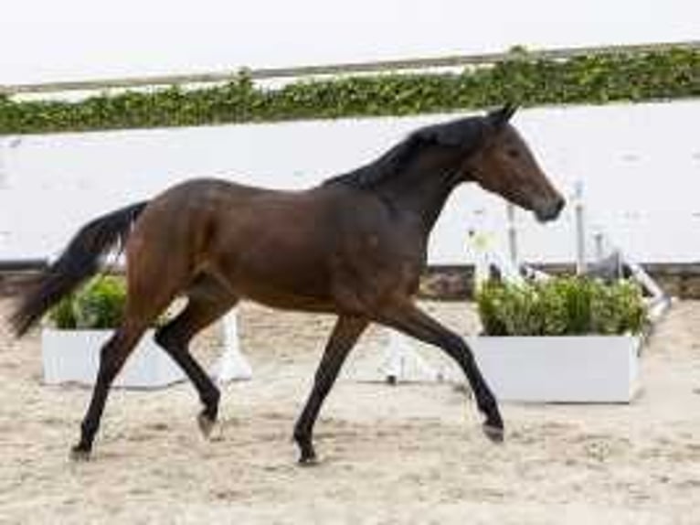 Studbook angloeuropeo Giumenta 2 Anni 157 cm Baio scuro in Waddinxveen