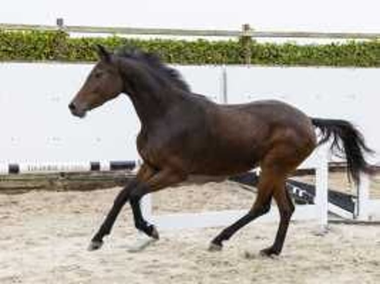 Studbook angloeuropeo Giumenta 2 Anni 157 cm Baio scuro in Waddinxveen