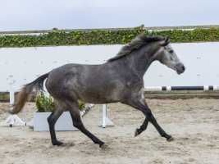 Studbook angloeuropeo Giumenta 2 Anni 158 cm Grigio in Waddinxveen