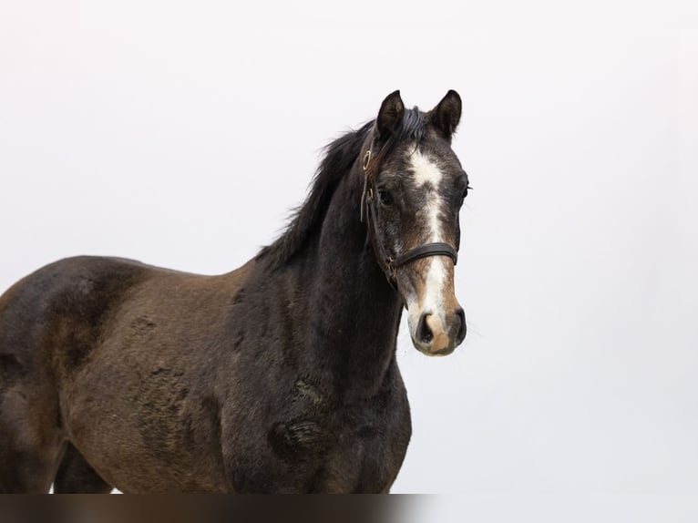 Studbook angloeuropeo Giumenta 2 Anni 158 cm Grigio ferro in Waddinxveen