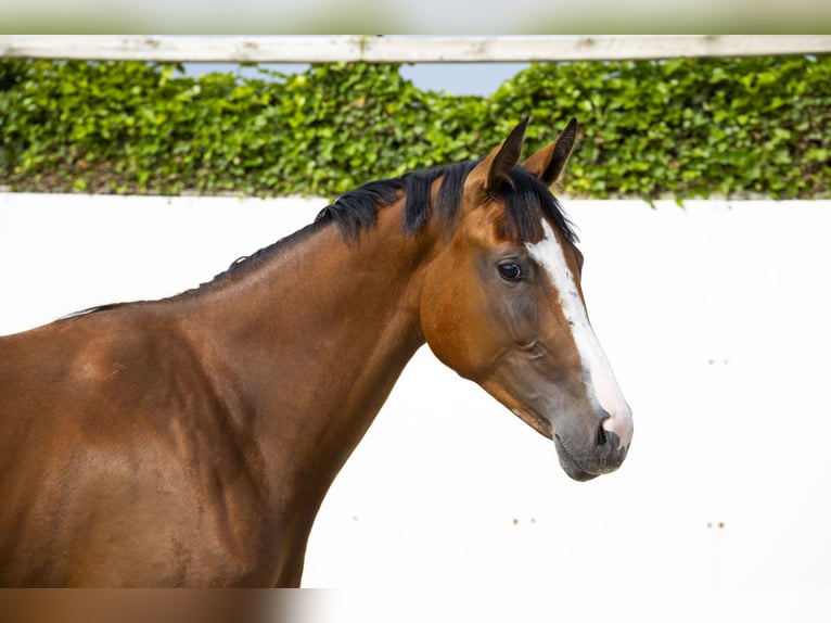 Studbook angloeuropeo Giumenta 2 Anni 159 cm Baio in Waddinxveen