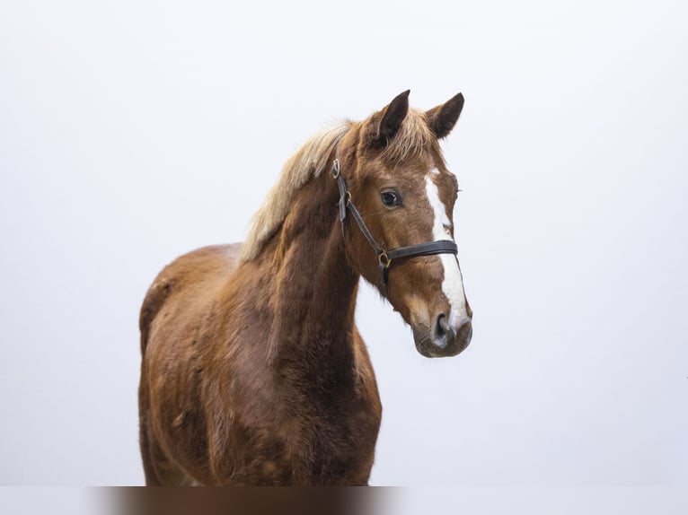 Studbook angloeuropeo Giumenta 2 Anni 160 cm  in Waddinxveen