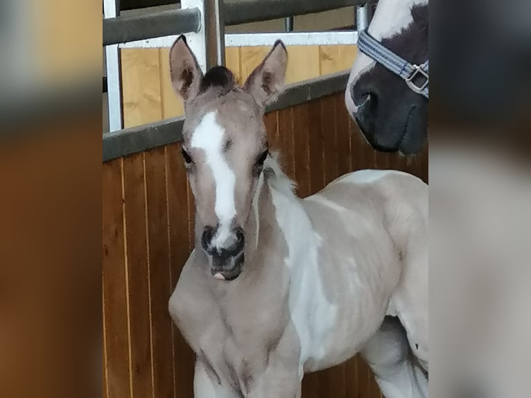 Studbook angloeuropeo Giumenta 2 Anni 160 cm Pelle di daino in Weilerswist