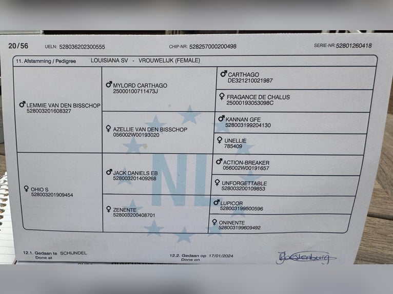 Studbook angloeuropeo Giumenta 2 Anni 162 cm Baio in Gyula