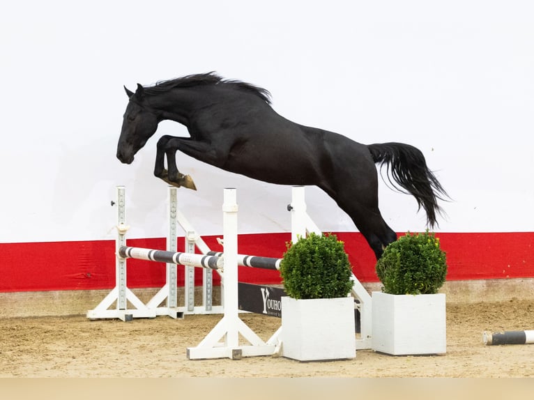 Studbook angloeuropeo Giumenta 2 Anni 165 cm Baio scuro in Waddinxveen