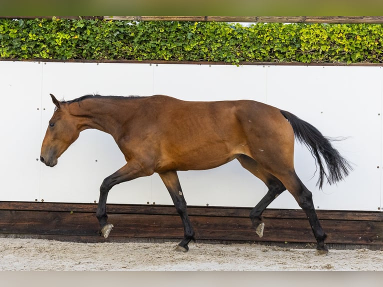 Studbook angloeuropeo Giumenta 2 Anni 166 cm Baio in Waddinxveen
