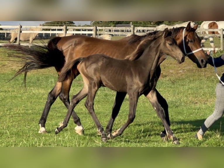 Studbook angloeuropeo Giumenta 2 Anni Pelle di daino in Wales