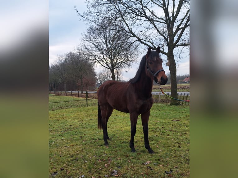 Studbook angloeuropeo Giumenta 3 Anni 158 cm Baio in Zieuwent