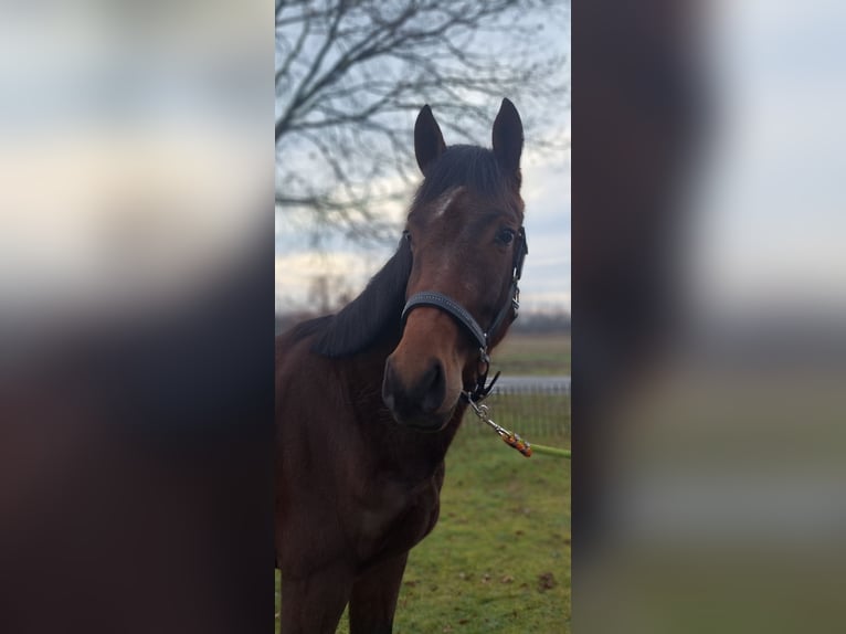 Studbook angloeuropeo Giumenta 3 Anni 158 cm Baio in Zieuwent