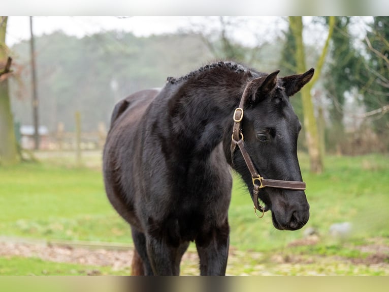 Studbook angloeuropeo Giumenta 3 Anni 159 cm Morello in GROTE-BROGEL