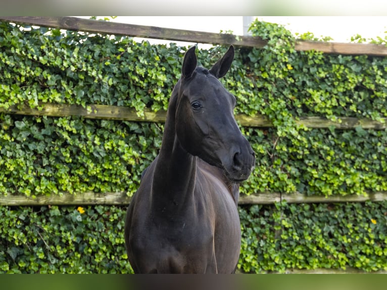 Studbook angloeuropeo Giumenta 3 Anni 160 cm Morello in Waddinxveen