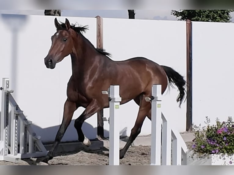Studbook angloeuropeo Giumenta 3 Anni 164 cm Baio in Waddinxveen